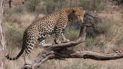 مقتل رجل بهجوم نمر