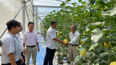 Model budidaya melon di rumah kaca untuk efisiensi ekonomi tinggi