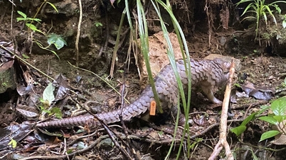 Quang Ngai: Vypuštění vzácných luskounů zpět do přirozeného prostředí