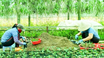 カインホア省、薬草栽培地域を開発：グリーン化政策で農家の持続的な富の獲得を支援