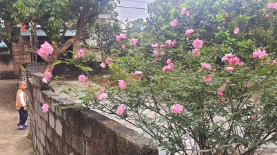 Điều cha mong ước