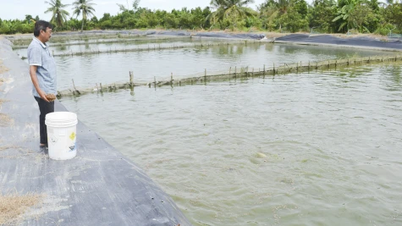 فعالية نموذج تربية أسماك البنغاسيوس