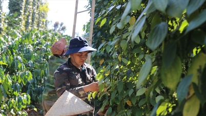 Harga lada hari ini 7 Desember 2025: Naik tipis 500 VND