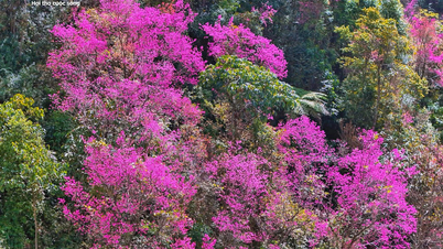 สีชมพูเข้มของดอกไม้ปกคลุมภูเขาและป่าไม้ของ Mu Cang Chai ในช่วงกลางฤดูหนาว