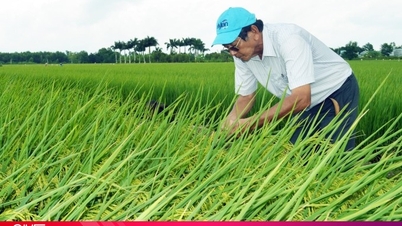 Voici pourquoi le riz ST25 a remporté le prix du meilleur riz au monde pour la troisième fois.