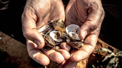 في العصور القديمة، كان الناس يستخدمون الأصداف بدلاً من المال، فلماذا لم يذهب الفقراء لالتقاطها ويصبحوا أغنياء؟