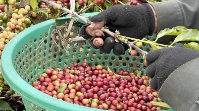 سعر القهوة اليوم 7 ديسمبر 2025: خسر هذا الأسبوع ما يصل إلى 9500 دونج