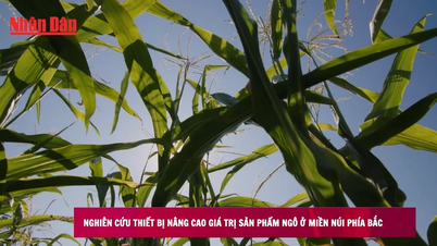 [Video] Equipos para incrementar el valor de los productos de maíz en la región montañosa del Norte