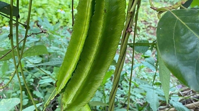 تذكر تعريشة الفاصوليا المجنحة خلال موسم العواصف