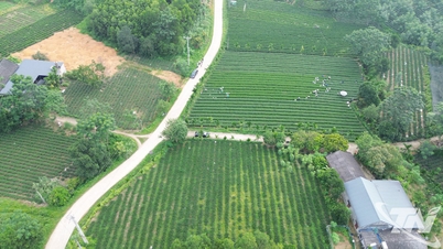 چائے کے درخت - Vo Tranh کی ترقی کی "کلید"