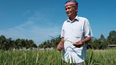 После производства лучшего в мире риса Вьетнам готовится начать выращивание лекарственного риса для профилактики заболеваний.