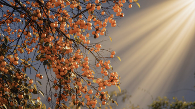 شجرة الكاكي القديمة محملة بالفواكه الناضجة، تضيء زاوية من سماء سا با.