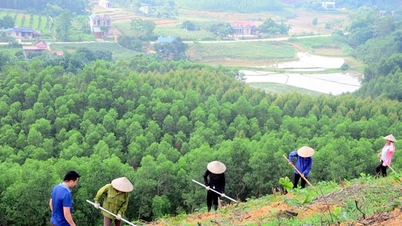 Przedsiębiorstwa łączą siły, aby chronić lasy w Hanoi
