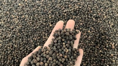 Prețul ardeiului astăzi, 7 decembrie 2025: Exportul depășește 1,5 miliarde USD, piața redevine vibrantă