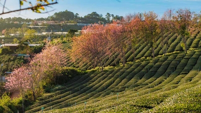 Revealing the 10 tourist destinations most searched by Vietnamese tourists in 2025