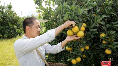 Construindo a marca de laranja Muong Coi