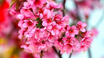 Mitten im Winter hüllt die dichte rosa Farbe der Blüten die Berge und Wälder von Mu Cang Chai in ein Meer aus Blüten.