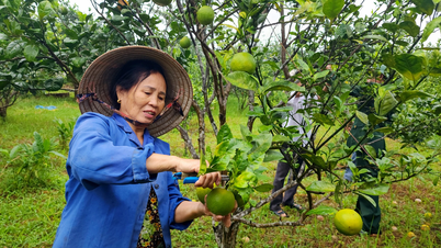 نزهة ترفيهية في أرض كوا