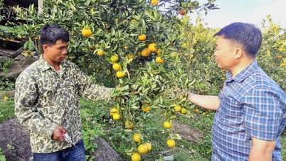 حديقة اليوسفي الحلوة على جبل بان شيو الصخري