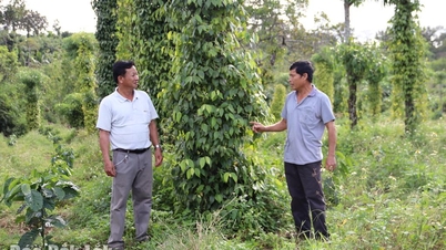 The person who "lit the fire" of change in Dai Thanh village