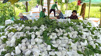 Podpora členů farmářů v rozvoji rodinného hospodářství