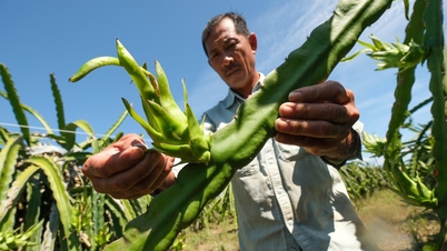 Petani buah naga di Binh Thuan kehilangan segalanya akibat banjir