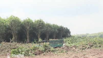 Dong Nai: Lanzamiento de la emulación para completar la compensación y la limpieza del sitio para una serie de proyectos