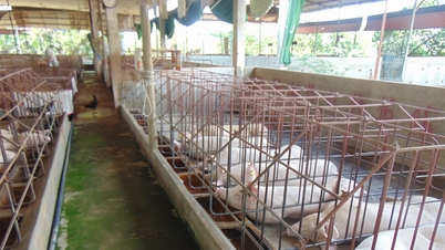 Grispriset idag 7 december 2025: Nordengland bibehåller toppen på 61 000 VND/kg