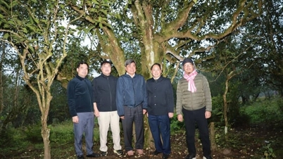 Biträdande minister Tran Thanh Nam: "Ho Thau borde välja Shan-teträdet som ett nyckelträd"