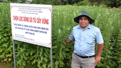 الساحل الجنوبي الأوسط - منطقة تحويل المحاصيل الأكثر ديناميكية في البلاد