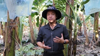 ແນວພັນການປະຕິວັດ: [ບົດຮຽນທີ 3] ການປູກກ້ວຍມີເປົ້າໝາຍເພື່ອປູກຕົ້ນໄມ້ພັນຕື້ໂດລາ.