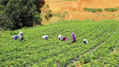 Fokus pada asal dan kualitas untuk meningkatkan merek "ramuan obat Vietnam"
