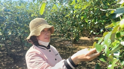 Bang La Apple: una forma sostenible de enriquecerse en Nam Do Son