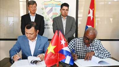 वियतनामी उद्यम क्यूबा में काजू की खेती में निवेश कर रहे हैं