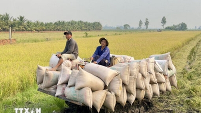 चावल निर्यात की कीमतों में मामूली वृद्धि, घरेलू लेनदेन शांत