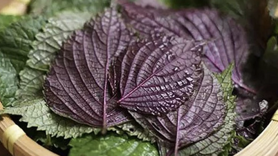 Daun perilla merupakan obat tradisional yang bermanfaat, tetapi siapa yang sebaiknya menggunakannya dan berapa banyak yang terbaik?