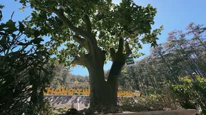 Εντοπισμός βιετναμέζικου τσαγιού στον παγκόσμιο χάρτη