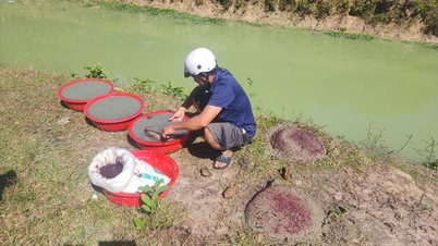 Die mühsame Arbeit des Sammelns von Zuckmückenlarven