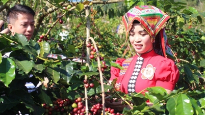 Чиенг Ан открывает путь к избавлению от нищеты с помощью кофейных деревьев