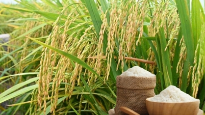 Precio del arroz hoy 7 de diciembre y la semana pasada: El arroz exportado fluctuó ligeramente