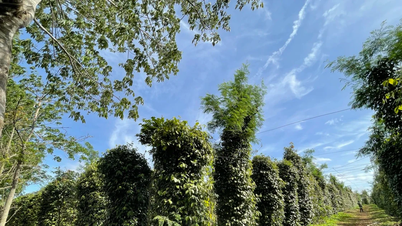 Pepparpriset idag 8 december 2025: Förra veckan sjönk kraftigt