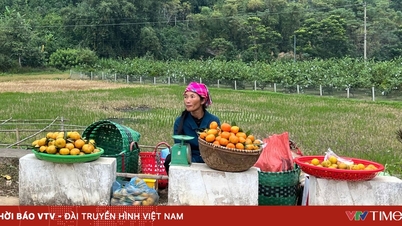 مهرجان الحمضيات – وجهة سياحية جديدة لباخ ثونغ (تاي نجوين)