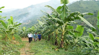 Bao Yen: Bananenteeltmodel brengt aanvankelijk efficiëntie