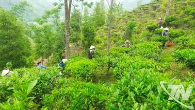 Awaken the fragrance of Shan Tuyet tea