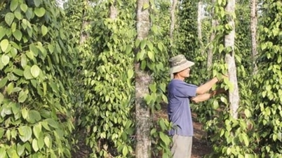 ລາຄາ​ໝາກ​ພິກ​ໄທ ວັນ​ທີ 8 ທັນວາ 2025: ສູງ​ສຸດ​ທີ່ 149.000 ດົ່ງ/ກິໂລ.