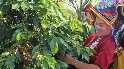 ລາຄາກາເຟມື້ນີ້ ວັນທີ 8 ທັນວາ 2025: ຮັກສາໄວ້ 103.000 ດົ່ງ/ກິໂລ.