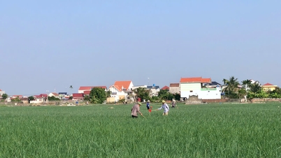 דונג טוי אן מתעשר מבצל ושום