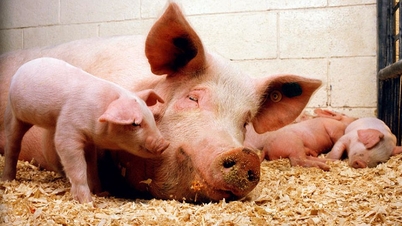 Schweinepreise am 8. Dezember 2025: Weiterer Anstieg in allen drei Regionen