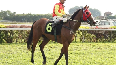 ویت نام کے نوجوان گھوڑے تھین ما نے ملائیشیا میں کامیابی حاصل کر لی