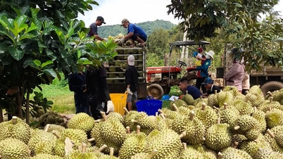 Am 11. Mai 2025 übertreffen die Obst- und Gemüseexporte offiziell den Rekord.